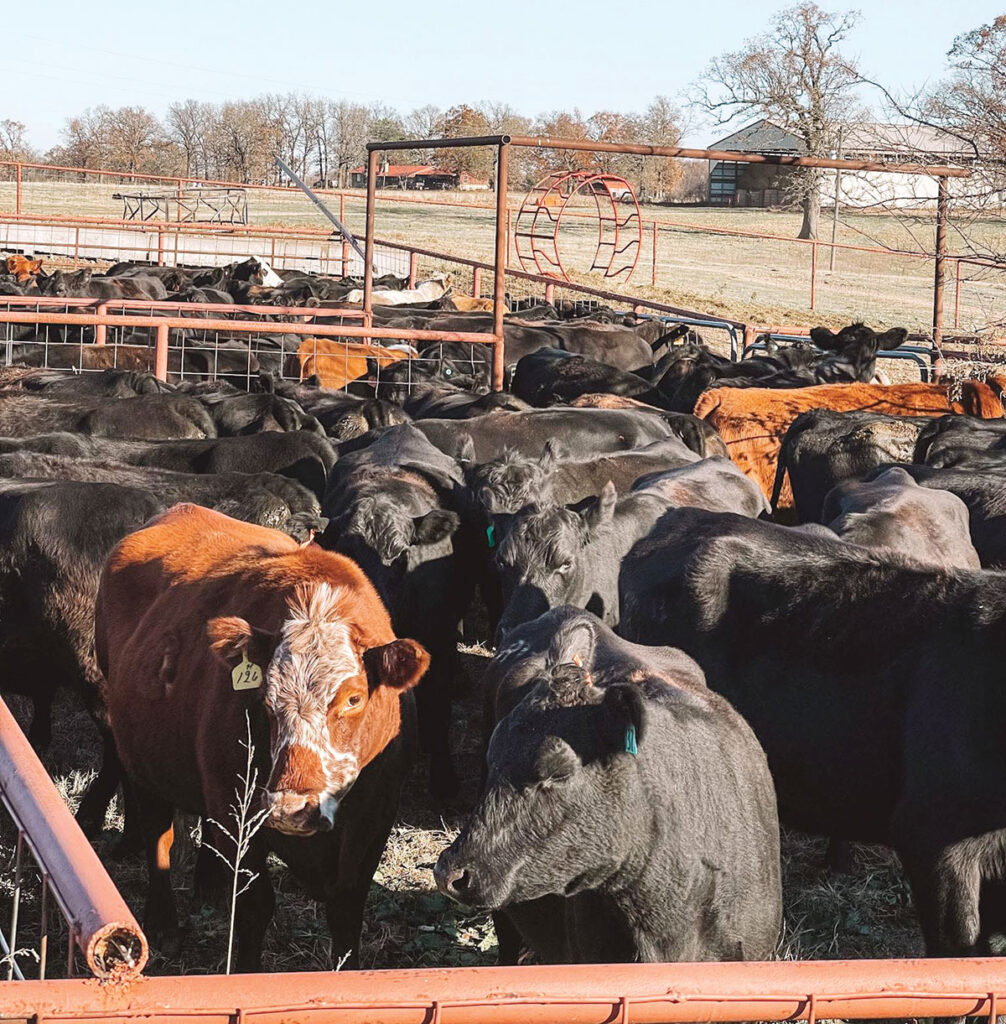 Cattle at Circle R Farms Cattle Company in Grove, Oklahoma. Submitted Photo. 