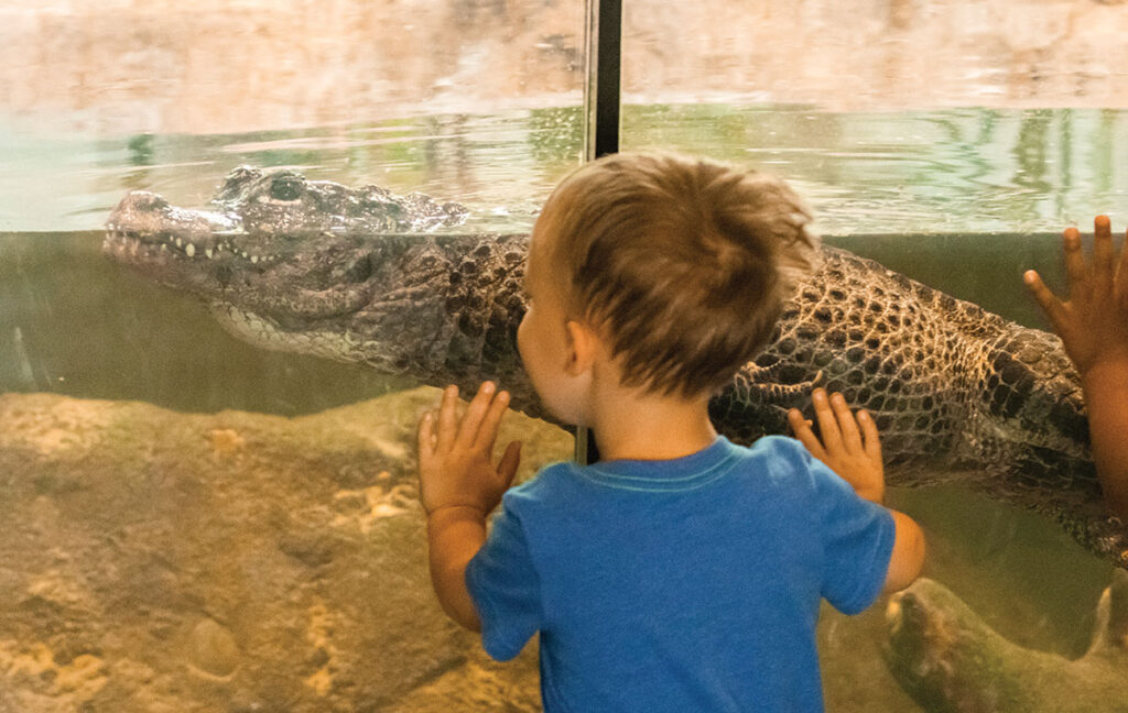 Little Boy getting a close look at an alligator. Photo courtesy of the Tulsa Zoo. 