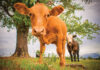 Growing to Feed a Community
