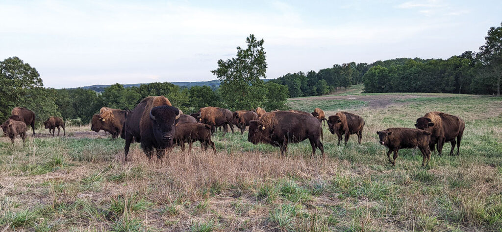 Bison will graze and roam even when limited to smaller fields. They graze on fescue, orchard and Johnson grasses. Photo by Eileen Manella. 