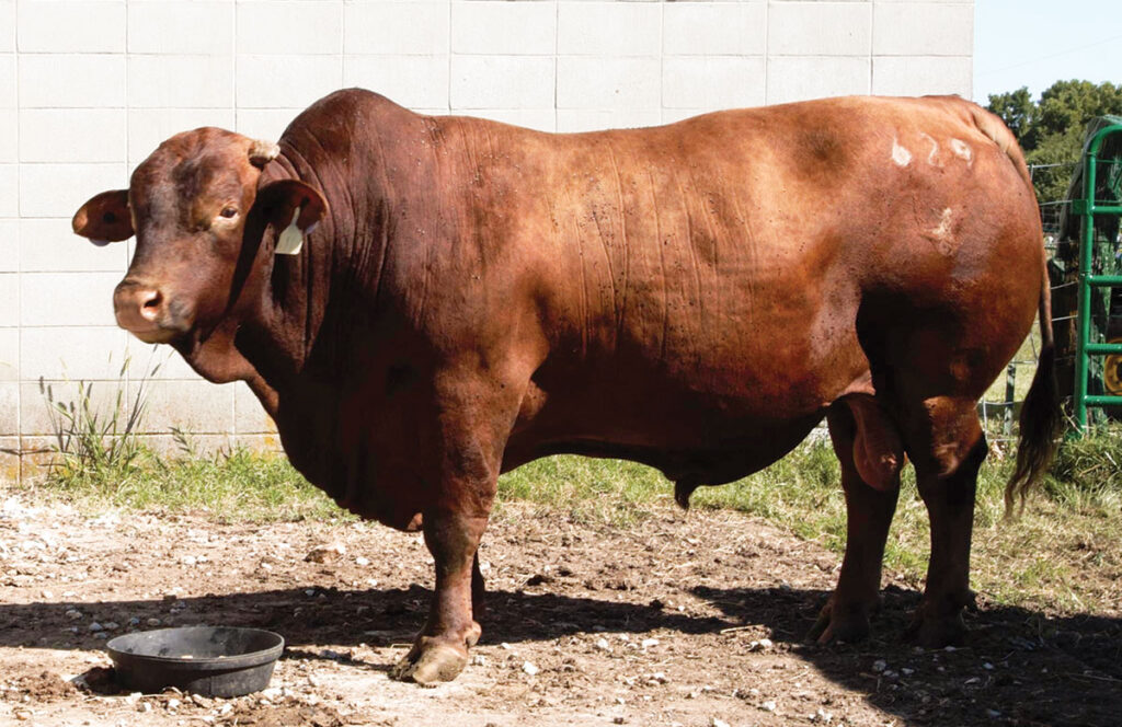 One of Jim and Chris Cathey's beefmaster bulls. Photo by Jaynie Kinnie-Hout. 