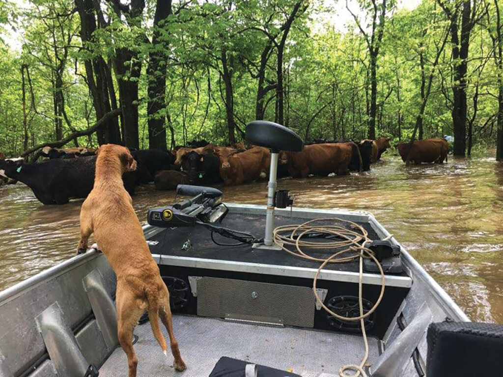 Chad moved cattle to safe ground, but about 50 cows and calves ended up trapped across the creek in flood and back waters. Submitted Photo. 