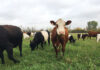 Forage Safety