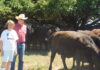 50 Years of Cattle Success