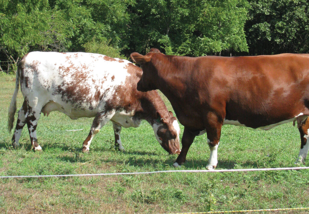 Eric and Michelle Nabinger currently have two Shorthorns. They are hoping to make them dual-purpose. Photo by Brenda Brinkley. 