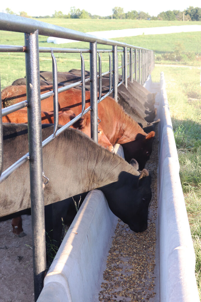 Brett Naylor's cattle eating grain. Photo by Julie Turner-Crawford. 