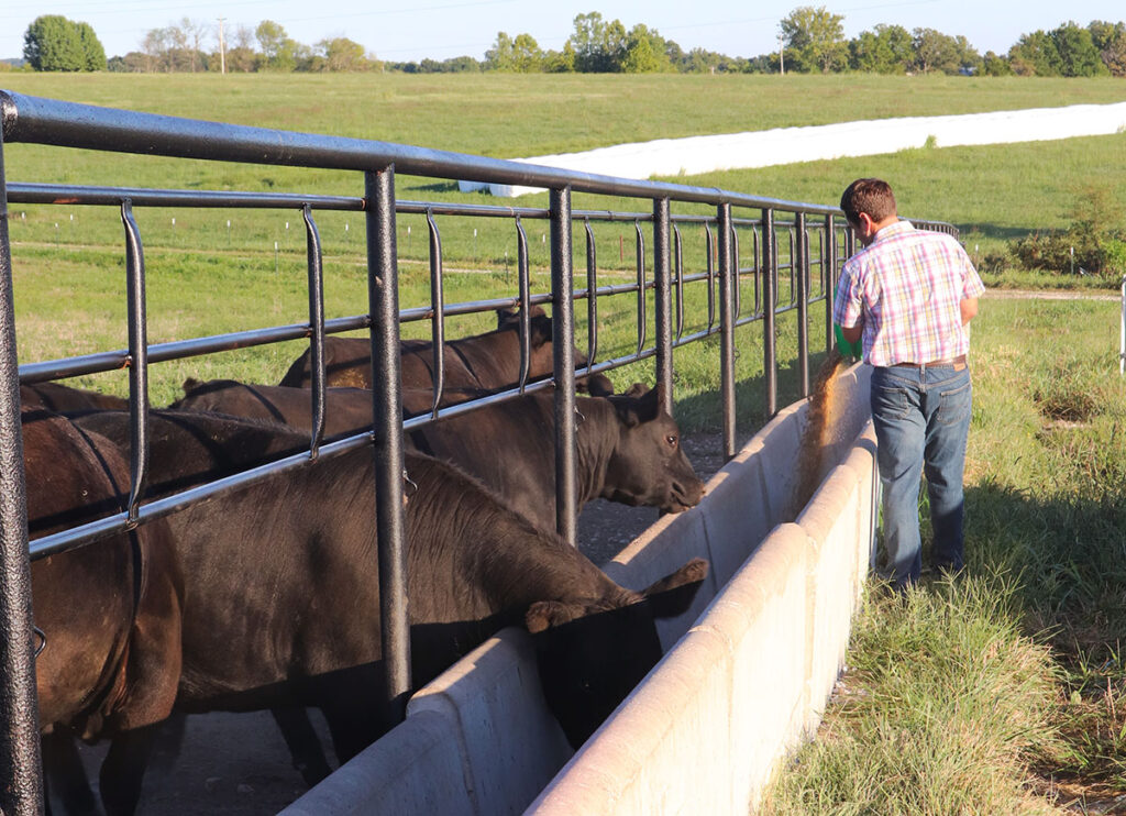 Brett Naylor feeding cattle. Photo by Julie Turner-Crawford.