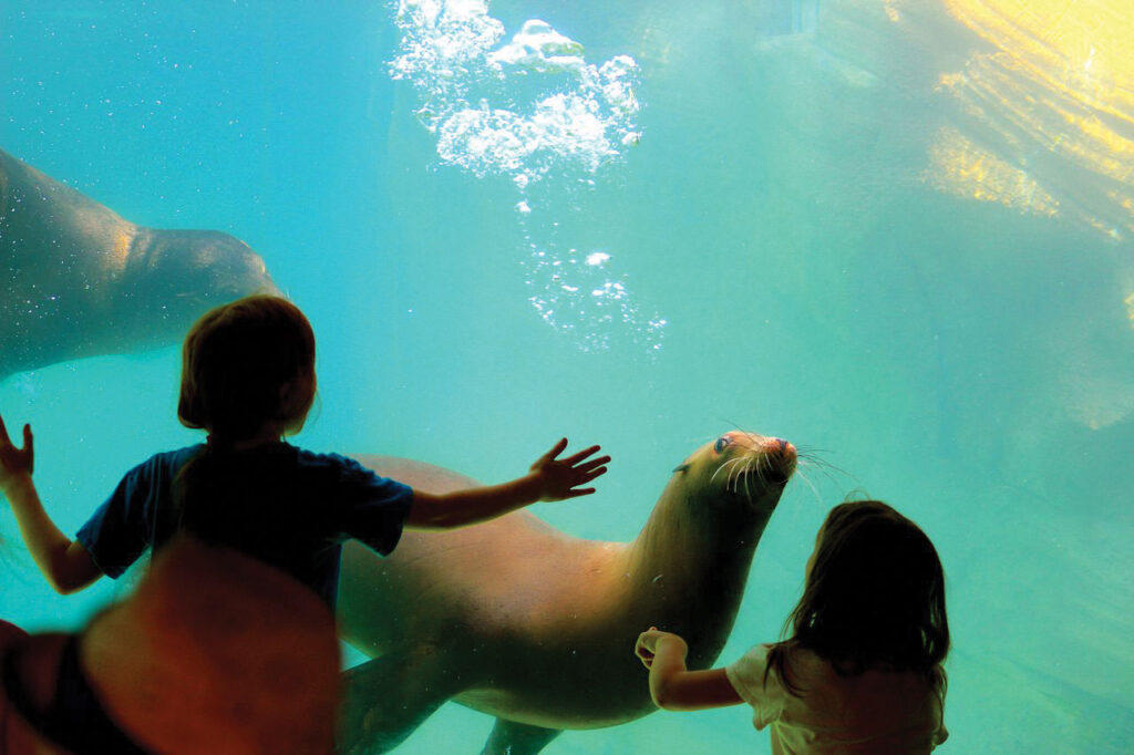 Kids watching Seals. Photo courtesy of the Tulsa Zoo. 