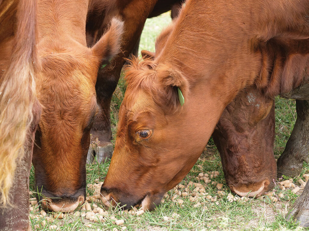 Close up of Rusty Berry's cattle getting feed. Photo by Logan Parkerson.