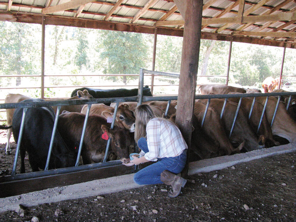 Sheena Crandall feeding one of the cows. Photo by Brenda Brinkley. 