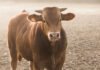 Developing Bulls