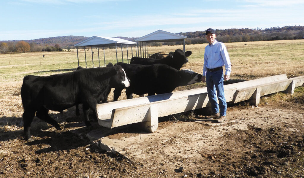 Ron Aman with his cattle. Photo by Terry Ropp. 