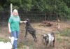 Retired with Goats