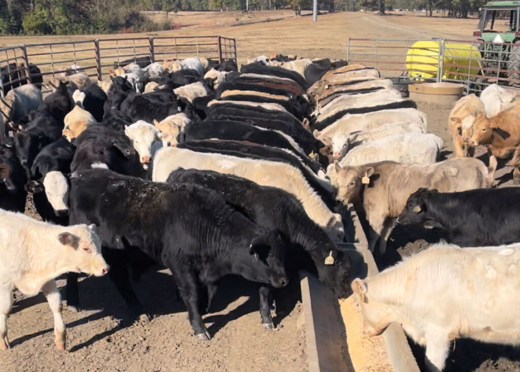 In Mexico, commercial cattle producers typically do not vaccinate their cattle. By Implementing a vaccination program the Gomez Family was able to improve their cattle's health during all seasons. Submitted Photo. 