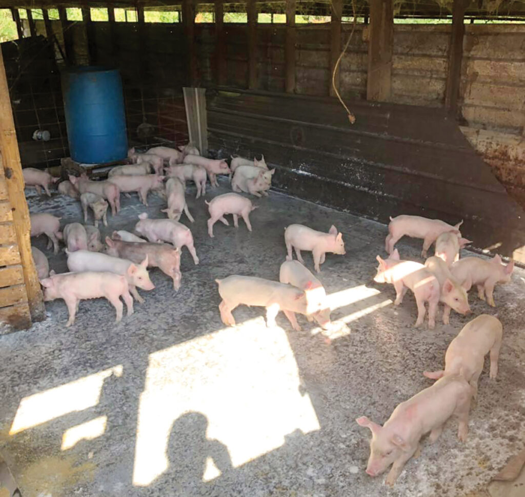 P-C Hog Farm LLC offers farm-raised pork to a growing customer base. Submitted Photo. 
