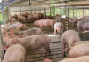 Growing Quality Pork