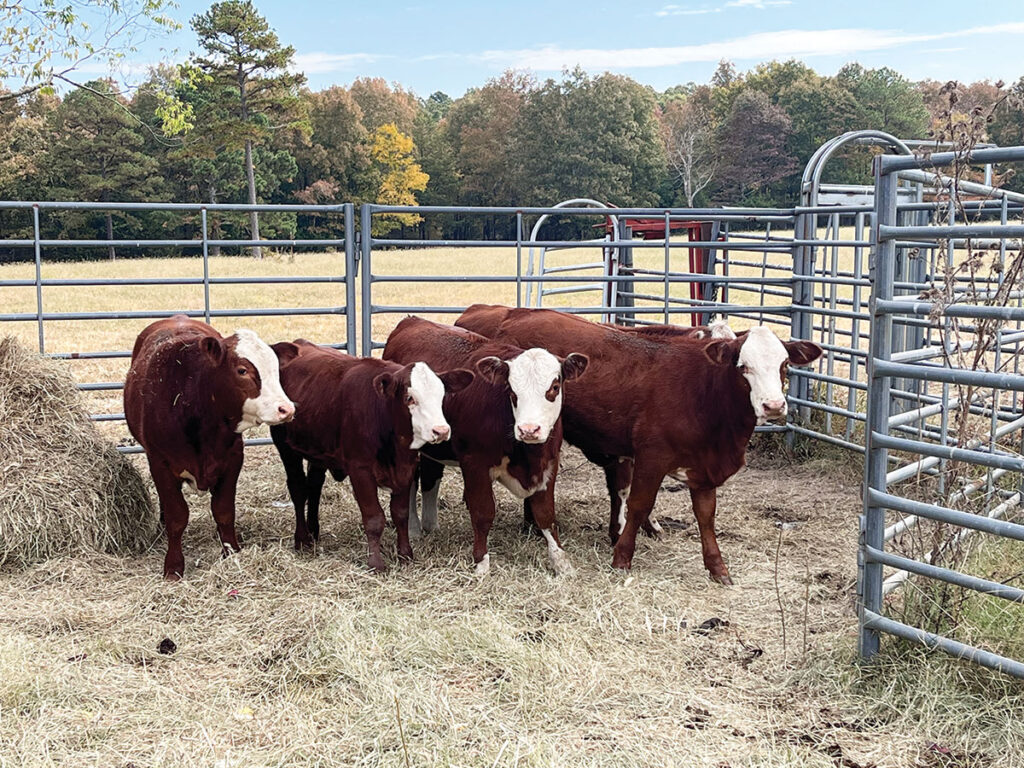The Greene family have multiple farms throughout Tumbling Shoals, Ida and Heber Springs, Arkansas. The most unique part of their farm is their variety of mixed breeds. Submitted Photo. 