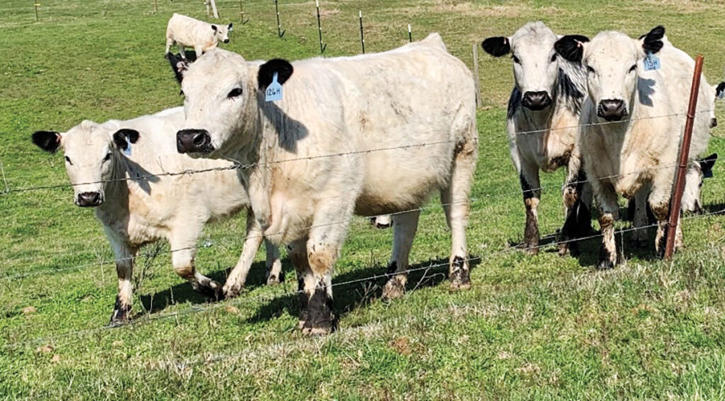 The Hewats' breeding program is currently natural cover, but they plan to add AI and embryo transfer. They prefer to have calves in January-March because of the show circuit. Submitted Photo. 