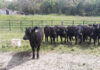 Revitalizing the Land and the Dream