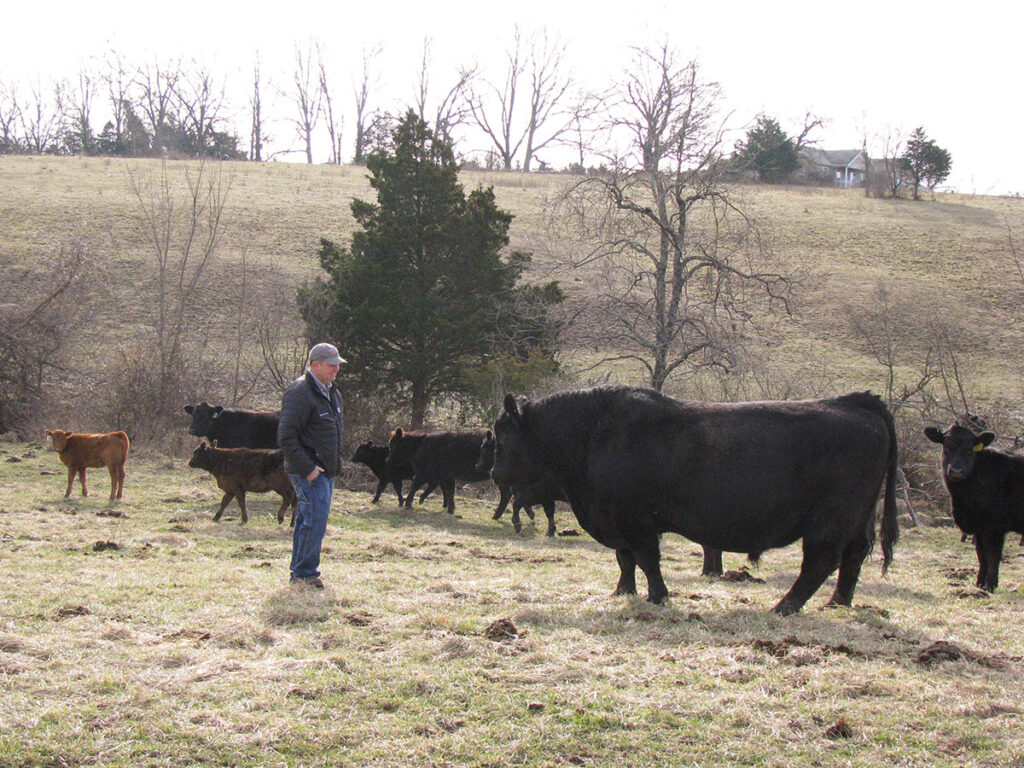 Boyce-Dill Cattle is a cow/calf operation and they also sell bulls and replacement heifers. Photo by Brenda Brinkley. 