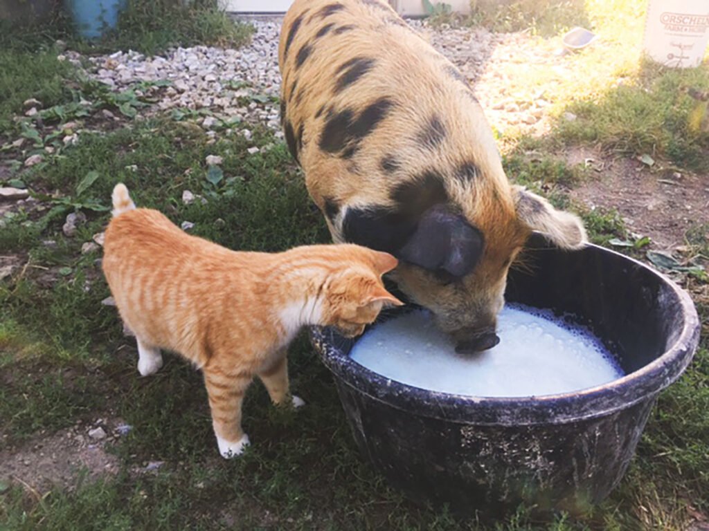 A cat and hog sharing a tub of milk at Piney Creek Farm in Cabool, Missouri. Submitted Photo. 