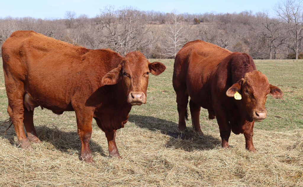 Marilynn and Jimmie are selective when evaluating their bulls, and both commercial and registered bulls must meet specific standards, including eye appeal and structure, to remain possible herd sires. Photo by Julie Turner-Crawford. 