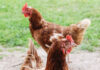Pecking and Cannibalism in Poultry