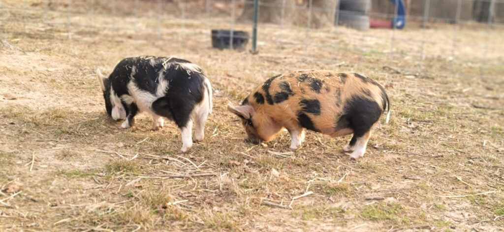 Kunekune pigs at HeimerTime Farms. Submitted Photo. 