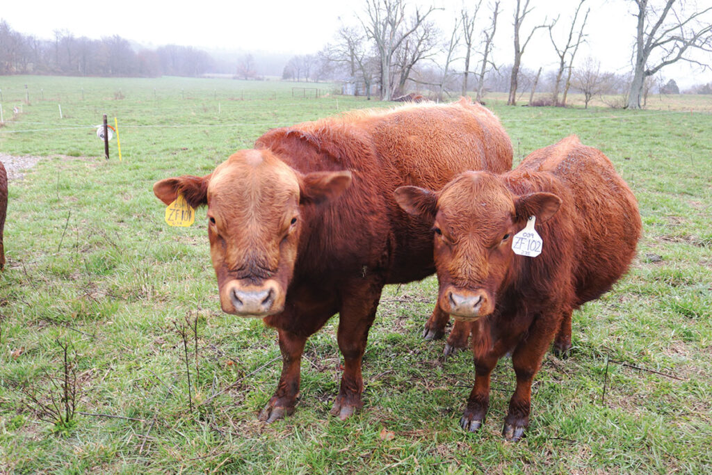 Brian and Kim Zahn's South Poll cattle. Photo by Julie Turner-Crawford. 