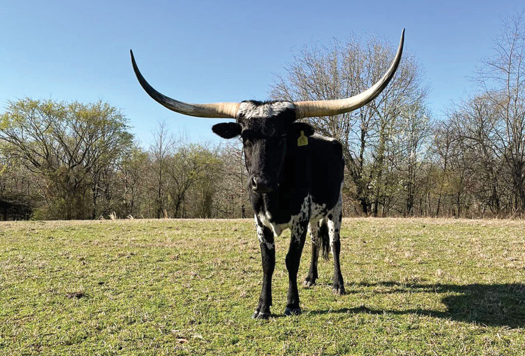 Neville recently purchased 10 Texas Longhorns from 4B Longhorns in Oklahoma, eight heavily-bred cows and two heifers. He also purchased two bull calves, hoping to keep one as a herd bull. Submitted Photo. 