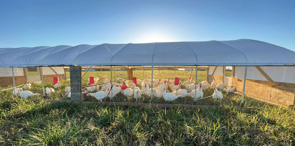Farrar Family Farm in Adrian, Missouri raise meat birds (broilers) on a pasture. Submitted Photo. 