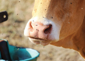 Fighting Flies and Ticks