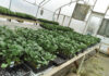 Starting with Seeds