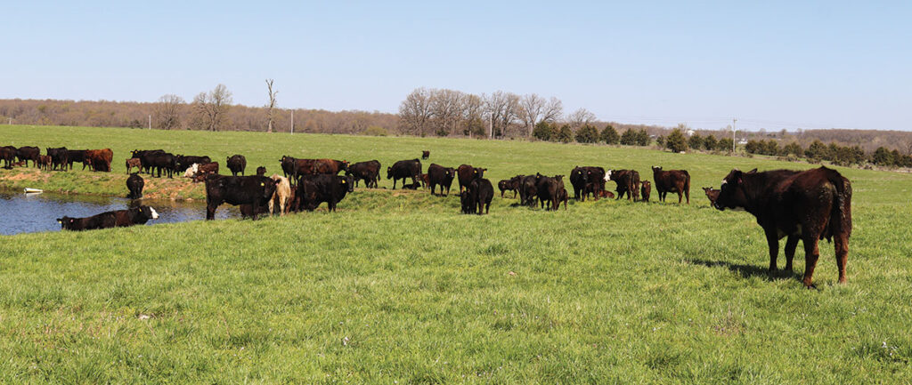 Most of the Sharp herd is spring calving, with only a small group of females set up for fall calving. Submitted Photo. 