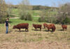 Happy Days at Happy Critters Farm