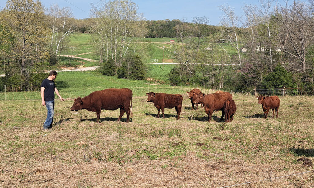 The Gellmans raise Red Devon Cattle. Photo by Eileen J. Manella. 