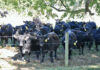 Cull or Feed Out?