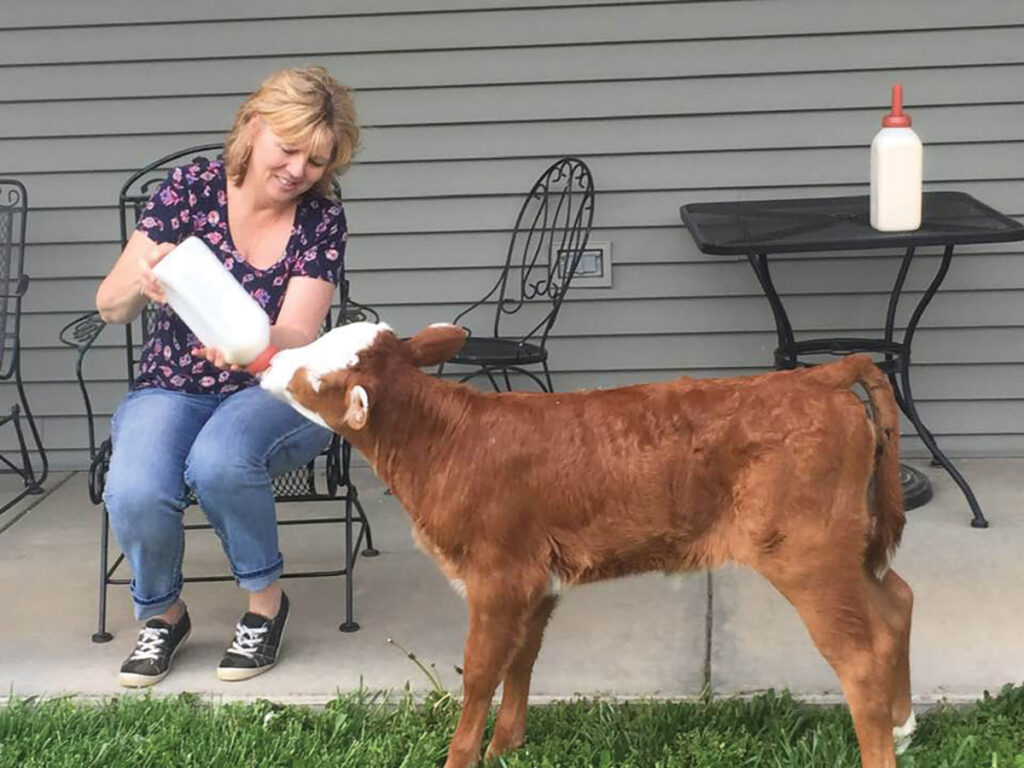 Marla Moreland also raises any orphaned calves, and her favorite cow, Cinnamon, which she raised from a bottle. Submitted Photo. 