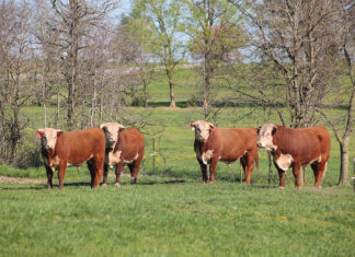 Building a Better Herd