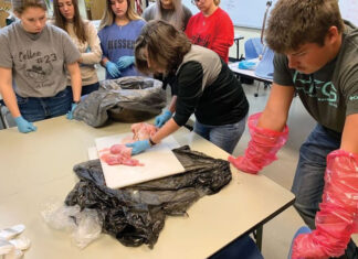 A Love for Cattle and Kids