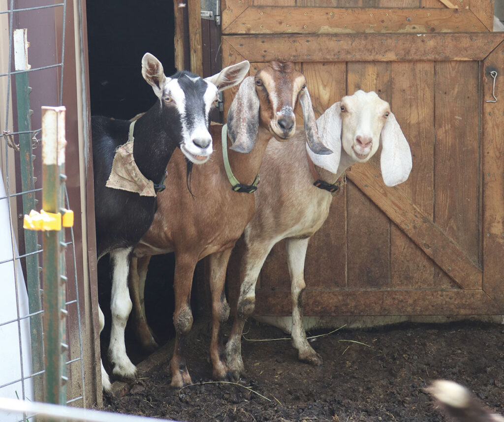 Nubians are the primary breed at Tranquil Oaks Ranch. Photo by Julie Turner-Crawford. 