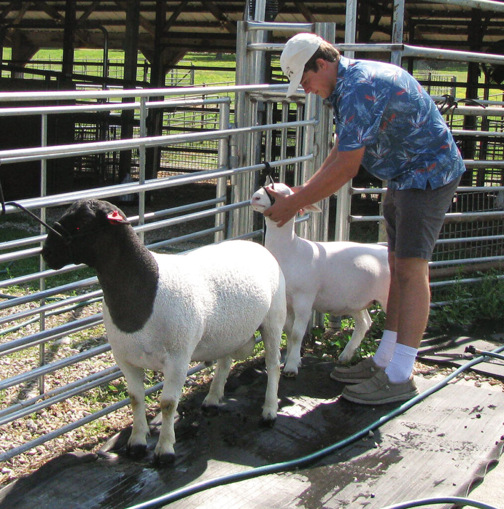 Brier Day is building his own herd registered sheep flock. Photo by Brenda Brinkley. 