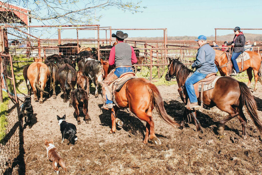 Rancher continues family’s cattle operation. Contributed Photo. 