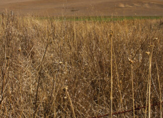 Pasture Drought Recovery