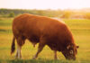 Bull Care