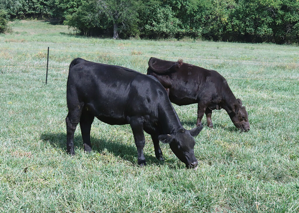 The focus of Erickson Stock Farm is breeding and developing quality bulls over producing more bulls.