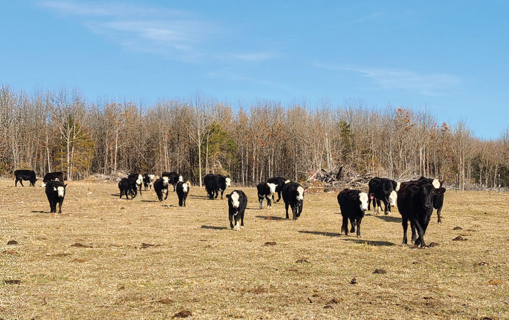The Neasby-Sapp farm is a member of the American Black Hereford Association, and Randy and Carol are enthusiastic about promoting the breed and educating others on the advantages of their attributes. Contributed Photo