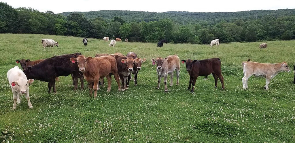 TenX has 42 head of Braunvieh/commercial cross cattle. Contributed Photo. 