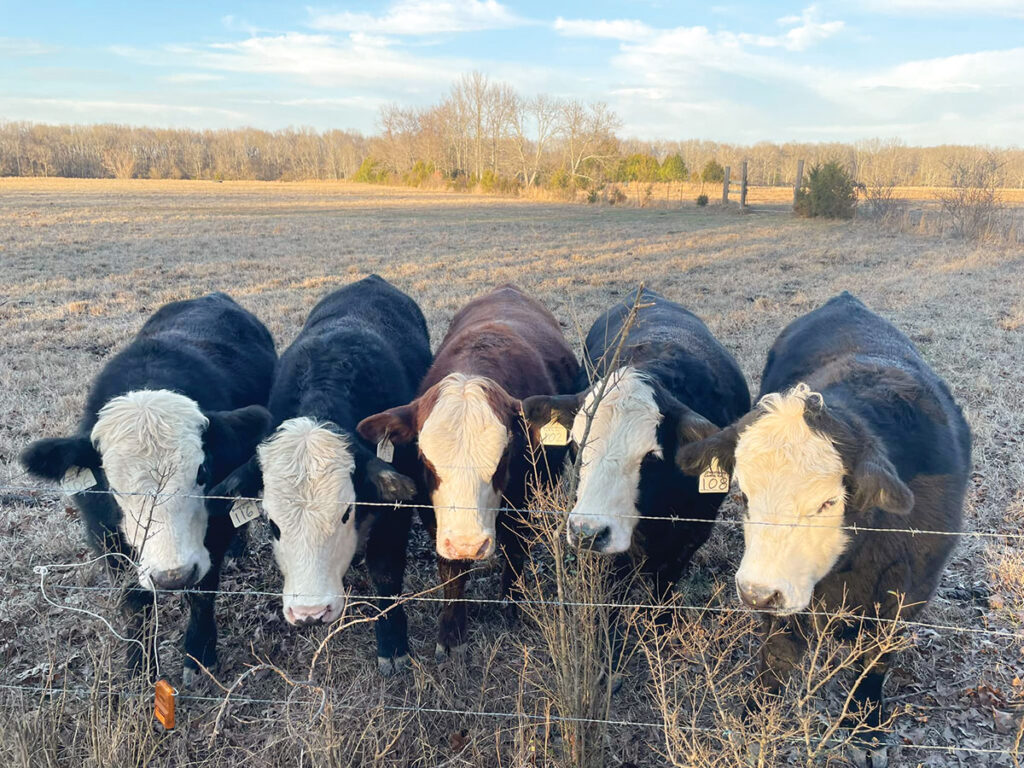 Jonathan Wallace foresees more Arkansas ranchers going towards custom consumer beef, a move made easier to navigate with recent changes in legislation. Contributed Photo. 