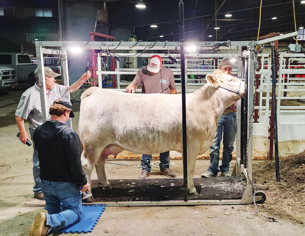 Colby King sells breeding stock, show animals and beef. Contributed Photo. 